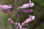 Eustis Lake beardtongue